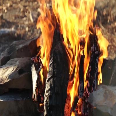 Daytime Forest Bonfire | 1 Hour