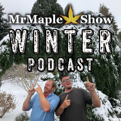 Winter Gardening With Japanese Maples And Conifers | MrMaple Show Winter Podcast
