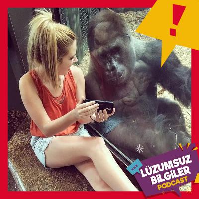 LP53 - İnsanların Dertleriyle Dertlenen Yüce Yürekli Goriller