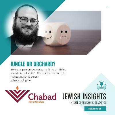 YISRO: JUNGLE OR ORCHARD? With Rabbi Chaim Markovits - S2 E16 - Jewish Insights
