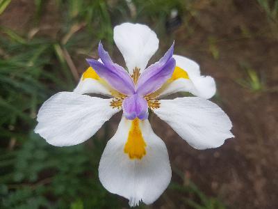 Donna-Michelle St. Bernard - Thought #7 - FIND JOY,TOO