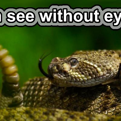 Rattlesnake Facts | 10 Animal Facts about Rattlesnakes Rattlesnake Facts | 10 Animal Facts about Rattlesnakes
