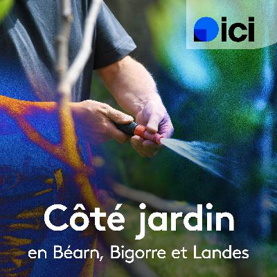 Le sédum, une plante chameau appréciée par les tortues terrestres