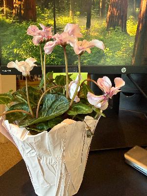 Why Am I Stuck at Work? 🔄