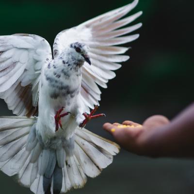 #92 - 🇪🇸 6. La Honestidad y el Espíritu - Serie Espíritu Santo #92 - 🇪🇸 6. La Honestidad y el Espíritu - Serie Espíritu Santo