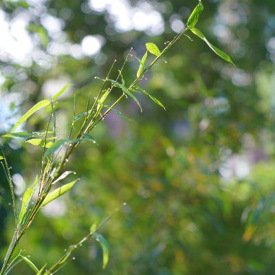 最重要的力量是功夫 最重要的力量是功夫