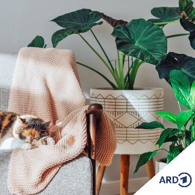 De Katt De Katt