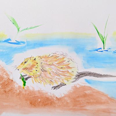 Muskrat