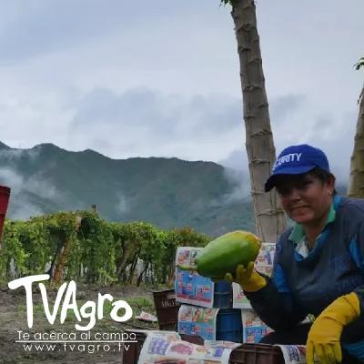 Como Producir Papaya en el Valle del Cauca - TvAgro por Juan Gonzalo Angel