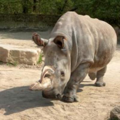 WHITE RHINO EXTINCTION AVOIDABLE THROUGH EMBRYO TRANSFER