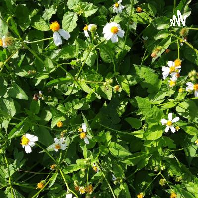 Hongos Psicodelicos Como Tratamiento Para La Depresion