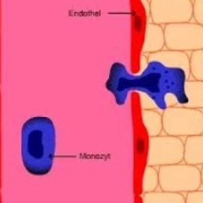 Diapedese e quimiotaxia