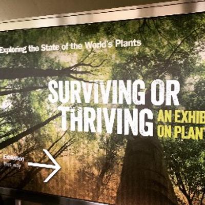 Surviving or Thriving