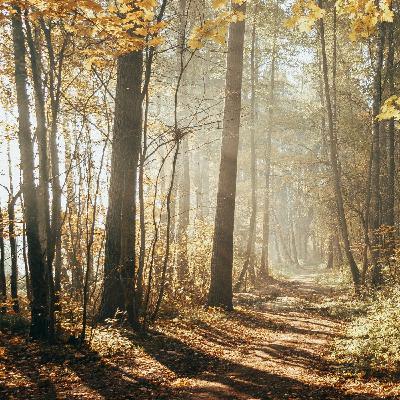 Morgenlicht im Wald - ausgebautes Motiv, lange Improvisation
