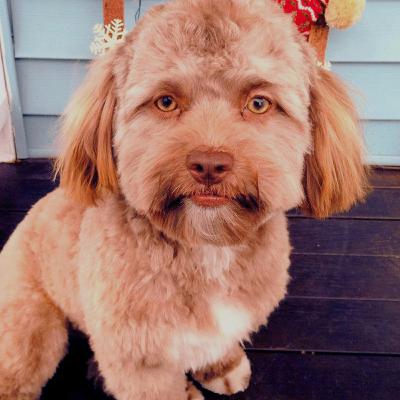 HISTORIAS REALES DE ANIMALES ACTUANDO COMO HUMANOS 💀👹 | Colección de relatos | Podcast 35