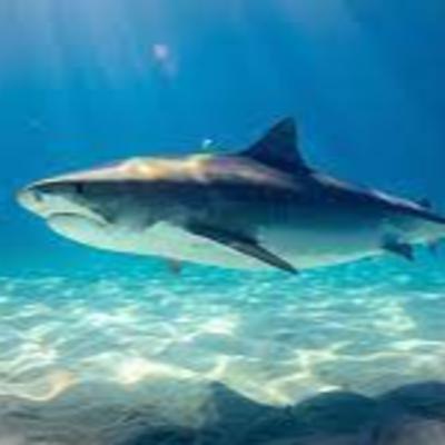 #sbofficial | The Sharks | S B Official #sbofficial | The Sharks | S B Official