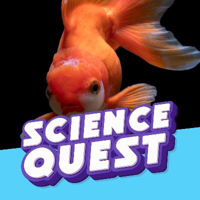 GOLDFISH MYTH: The Truth About Their 3-Second Memory🐠🧠