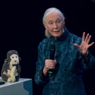 Jane Goodall ist tot - Die mit den Schimpansen sprach