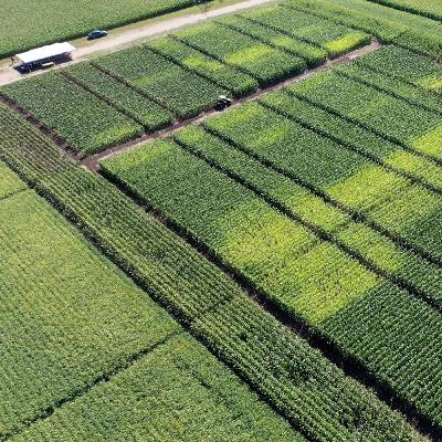 Nutrient management for irrigated crops in MN: Corn, potatoes, & edible beans Nutrient management for irrigated crops in MN: Corn, potatoes, & edible beans