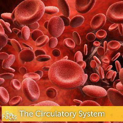 Fun Facts About the Circulatory System