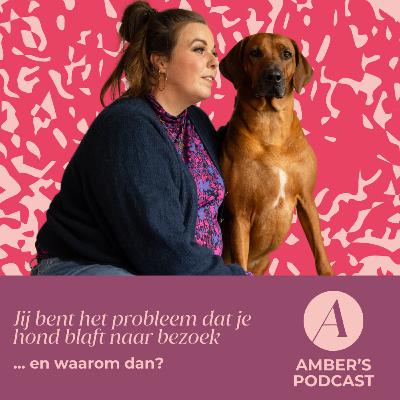 Jij bent het probleem dat je hond blaft naar bezoek... en waarom dan? #155 Jij bent het probleem dat je hond blaft naar bezoek... en waarom dan? #155