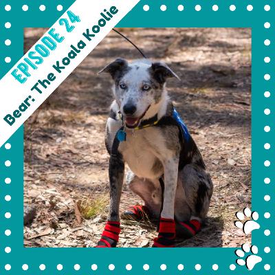 Ep24 - Bear: The Koala Koolie