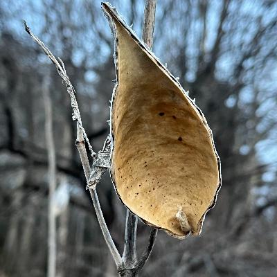 Getting Wings Getting Wings