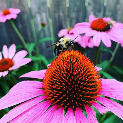 Wild Ones Capital Region New York Native Plant Celebration and Seed Swap 11/15