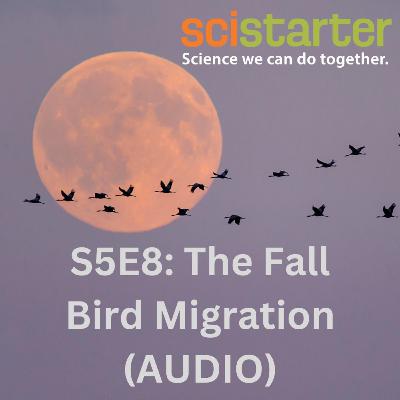 The Fall Bird Migration (AUDIO) The Fall Bird Migration (AUDIO)