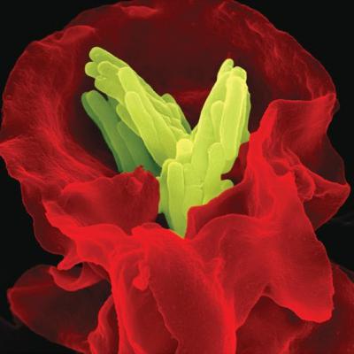 Diving into immunology
