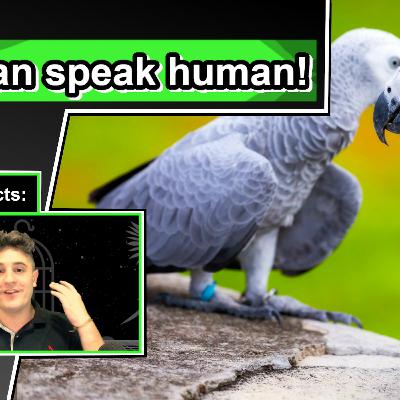 African Grey Parrot Facts | 10 Animal Facts about African Grey Parrots African Grey Parrot Facts | 10 Animal Facts about African Grey Parrots
