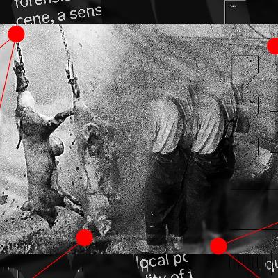 Djurplågeriet och aktivisternas smygfilmning