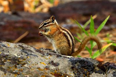 Acorn The Chipmunk's Valentines Day Acorn The Chipmunk's Valentines Day