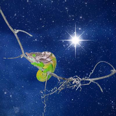 Your Chameleon North Star