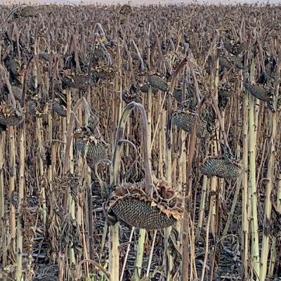 Mid-morning Ag News, October 17, 2025: Sunflower harvest progresses across the region