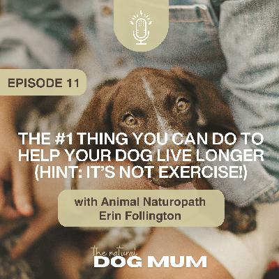 The #1 Thing You Can Do to Help Your Dog Live Longer (Hint: It’s Not Exercise!) with Animal Naturopath Erin Follington
