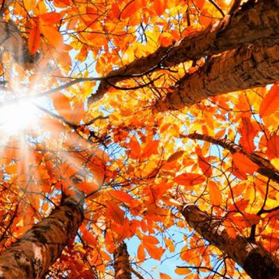 Things to do in fall when you’re bored