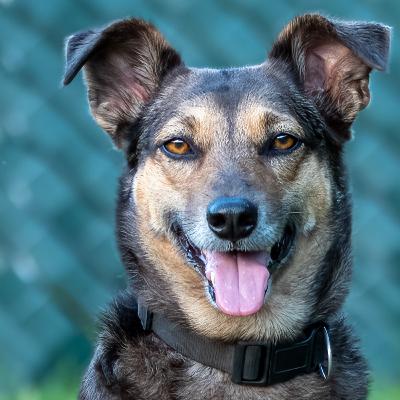 The Tz'i Trecena (24th October - 5th November 2025) The Tz'i Trecena (24th October - 5th November 2025)