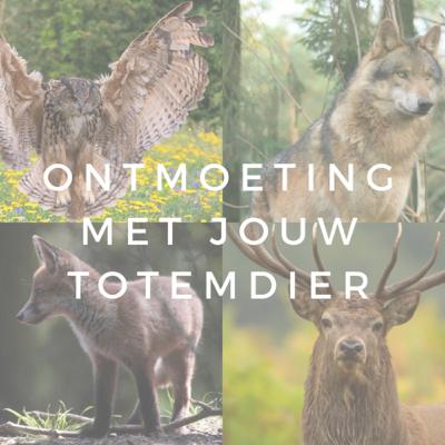 Meditatie en ontspanning voor kinderen ☀️ geleide meditatie ☀️ ontmoeting van je totemdier.