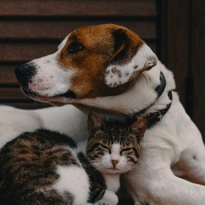 FSD S5 E6: Feng Shui and Your Pets