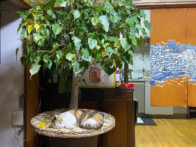 常世を花園と思いながら拝む気持ちを忘れにゃいために。。。 from Radiotalk