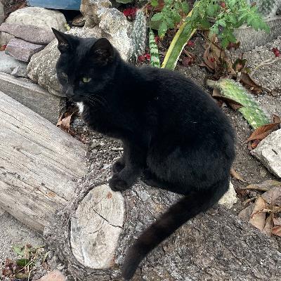 Novela: El Gato del Dalai Lama episodio 1/ Español