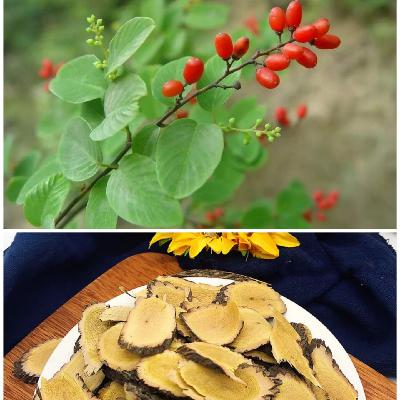 第七百五十一节 铁包金--理肺止咳止痛