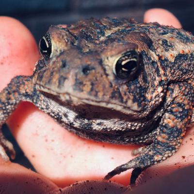 Our amazing American toad backstories