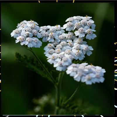 Au fil des plantes épi 3, L'Achillée millefeuille avec Alicia Bonnaud Au fil des plantes épi 3, L'Achillée millefeuille avec Alicia Bonnaud