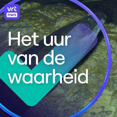 Is de paling op je bord nu bedreigd of niet? En hoe correct zijn AI-podcasts over je studentencursus?