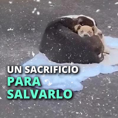Para salvar de la tormenta a su último cachorro, hizo un sacrifico