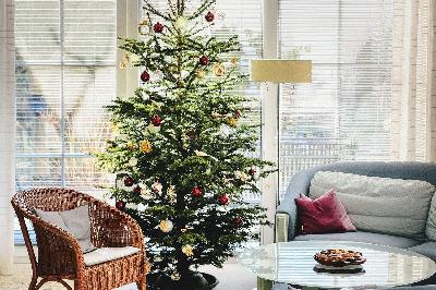 Ep. 347 | Christmas Trees and Evergreens