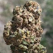 Where to get D8 Hemp Flower? - Dr. Strains CBD Where to get D8 Hemp Flower? - Dr. Strains CBD