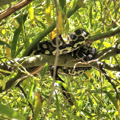 Episode 769: December 13, 2025 Episode 769: December 13, 2025